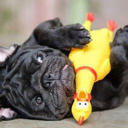 TOP 5 des raisons pour lesquelles les jouets en plastiques sont bons pour la santé de votre chien !